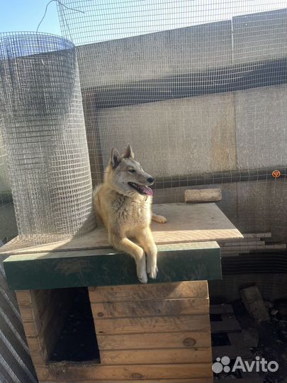 Западно сибирская лайка