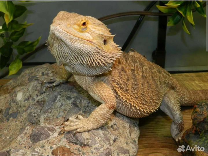 Бородатая агама