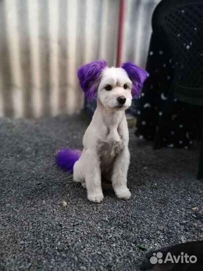 Стрижка кошек и собак. Вычесывание,купание,окрашев