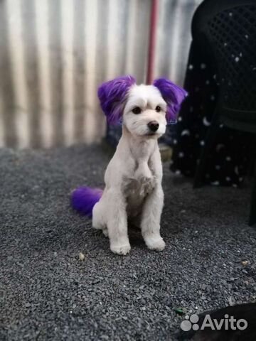 Стрижка кошек и собак. Вычесывание,купание,окрашев