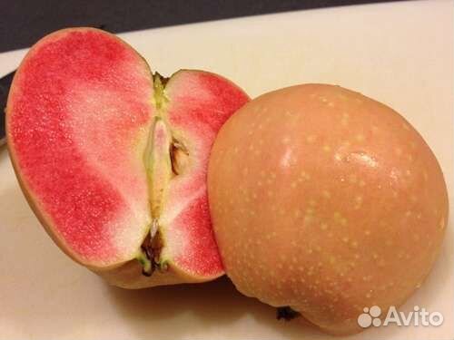 Яблони розово и красномясые 3х летки