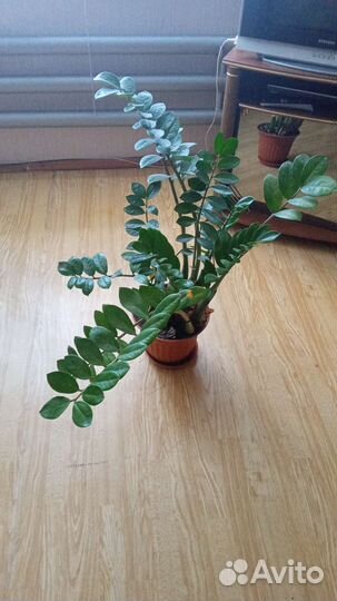 Замиокулькас