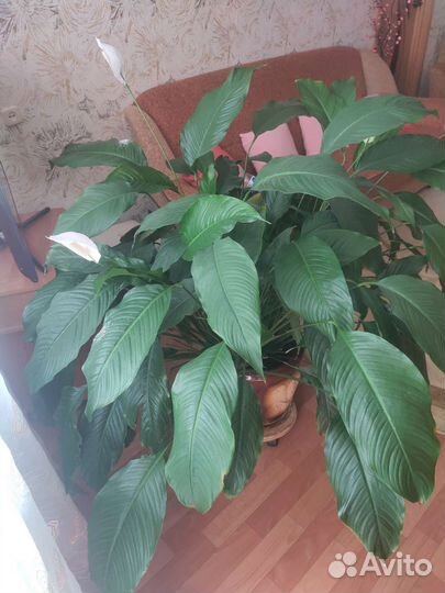 Спатифиллум