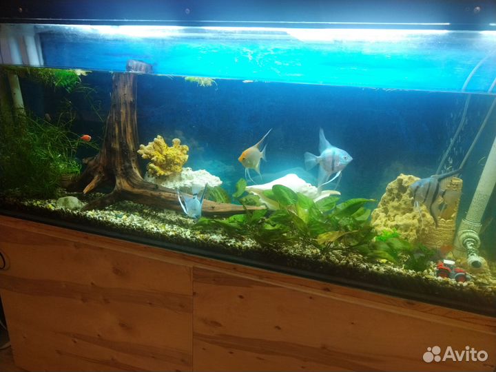 Аквариум с рыбами 250 литров