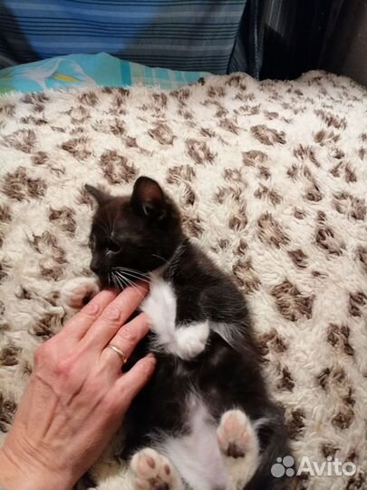 Котик 2 месяца