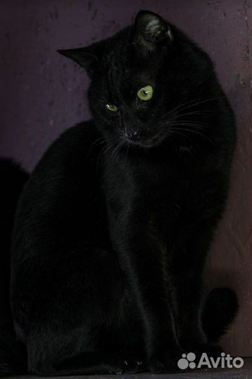 Кошки и котики в добрые руки