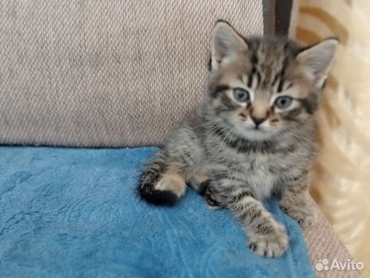 Котенок в добрые руки, мальчик