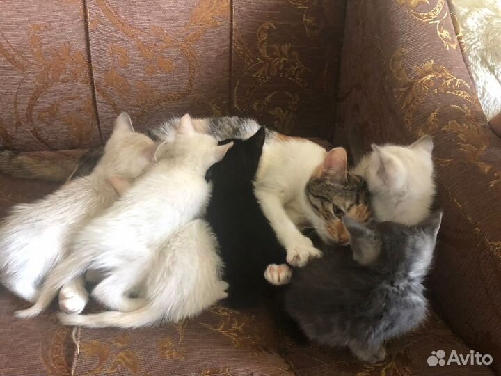 Кошка в дар