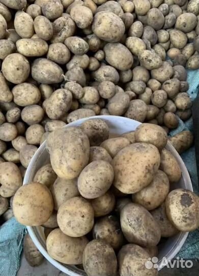 Продам картофель