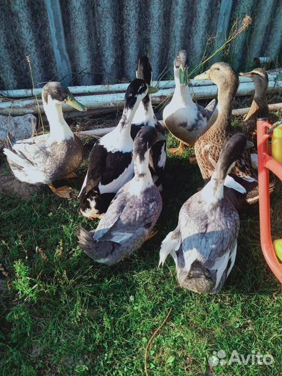 Утки домашние