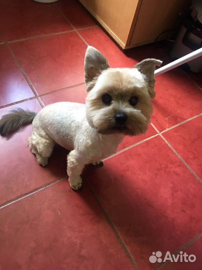 Стрижка йорков и других собак