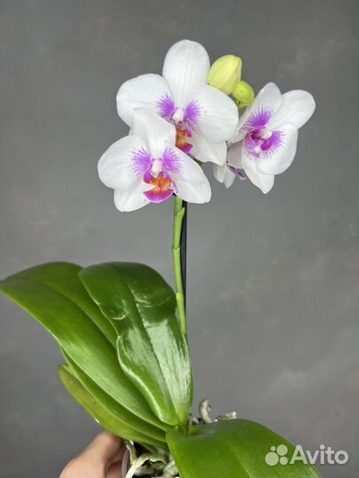 Орхидея фаленопсис разные