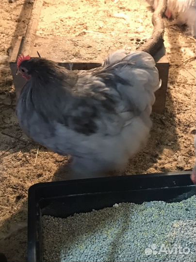 Петушки Карликовый Кохин Хин