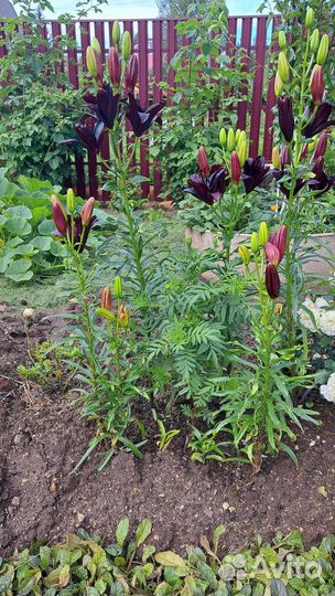 Разные садовые цветы