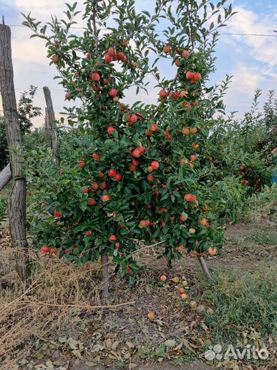 Саженцы яблони двухлетки