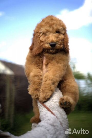 Щенки малого пуделя абрикосового окраса, РКФ