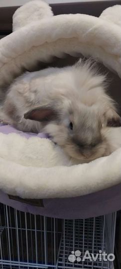 Кролик декоративный карликовый