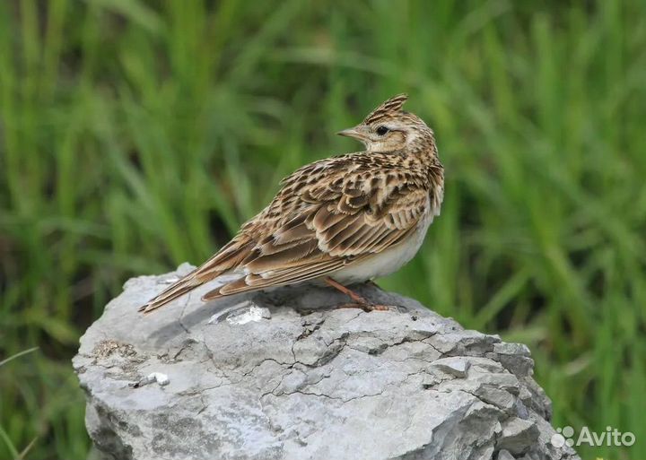 Певчие птицы