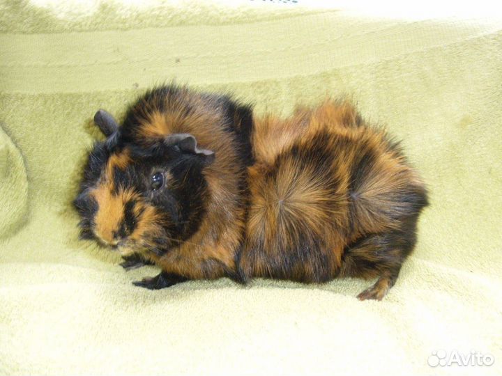 Морская свинка бесплатно