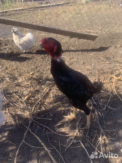 Бойцовые петухи о шамо