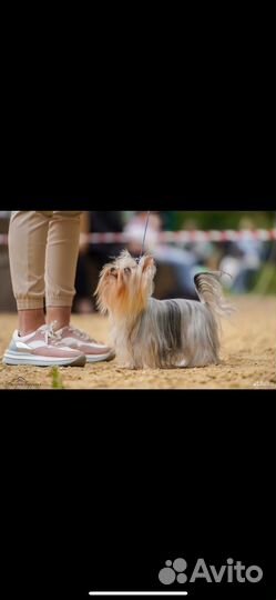 Щенки йорка мини беби фейс