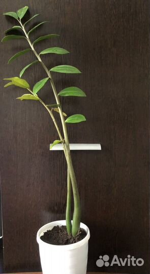 Замиокулькас, спатифиллум, орхидея-фаленопсис