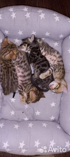 Бенгальские котята
