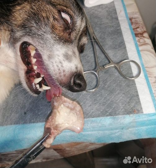 Услуги Ветеринарного Врача