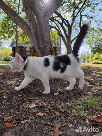 Кот в добрые руки