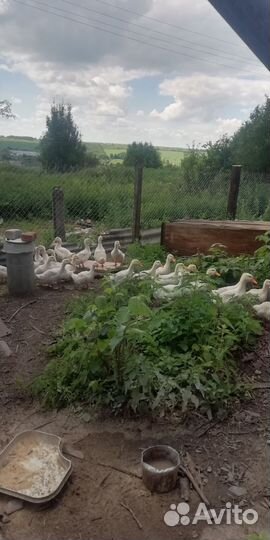 Утята подрощенные и молодые петушки