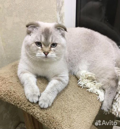 Котята и вязка