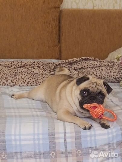 Вязка мопс девочка