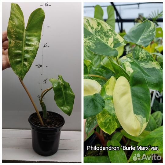 Набор комнатных растений 8 шт растюшек