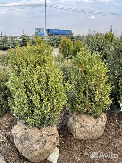 Саженцы самшита