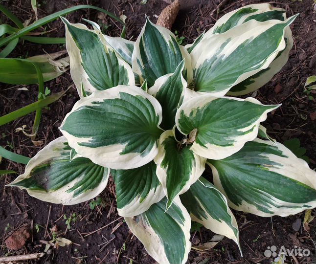 Хосты многолетние