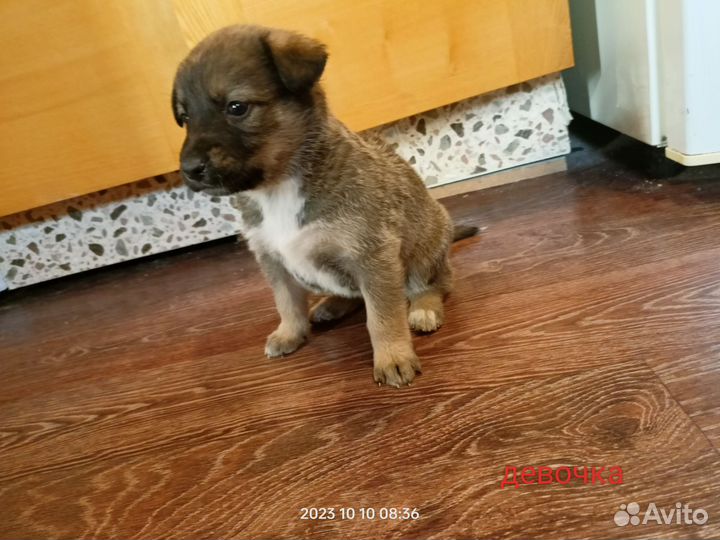 Щенки в заботливые руки