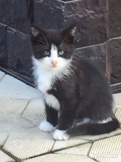 Отдам кота в добрые руки