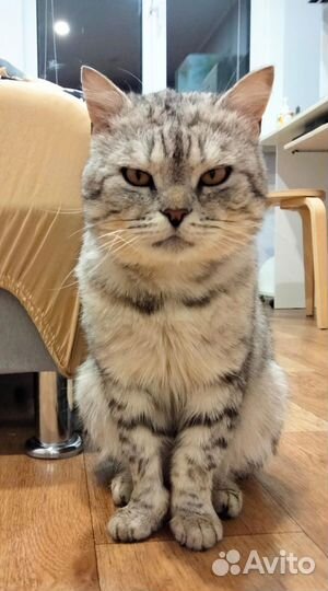 Британский кот в добрые