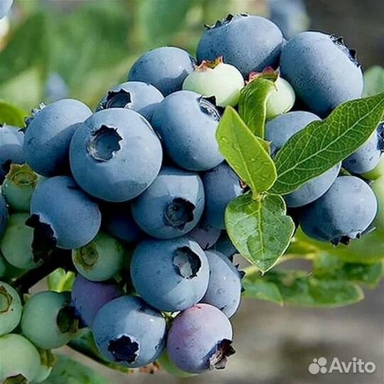 Саженцы голубики жимолости годжи смородины и други