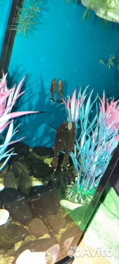 Сомики анциструсы