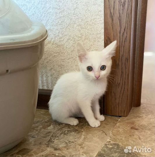 Белые котята в добрые руки