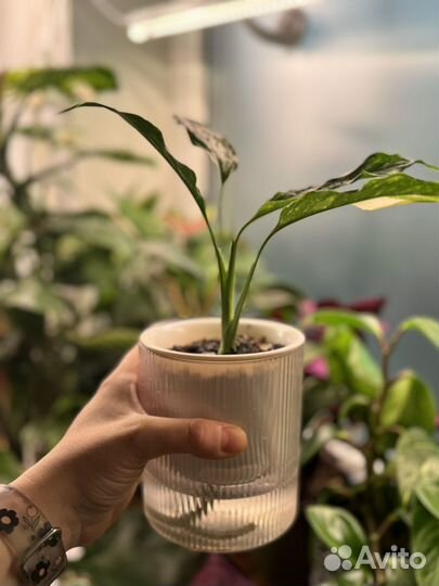 Спатифиллум вариегатный 