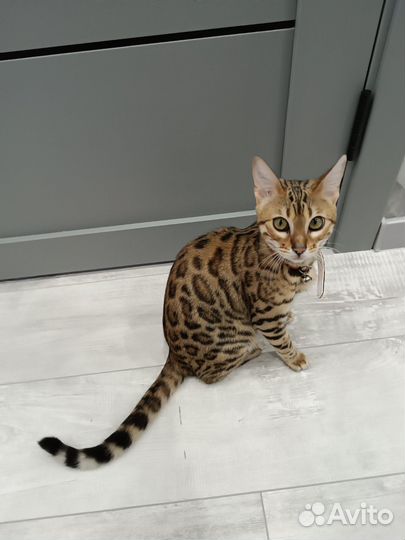 Бенгальская кошка