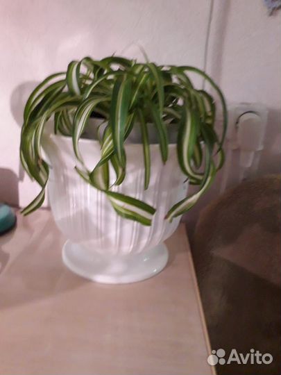 Хлорофитум кудрявый
