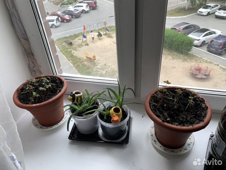 Алое, замиопулькас