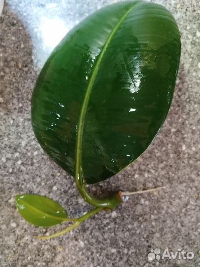 Фикус каучуконосный эластика