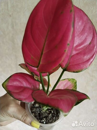 Сортовые аглаонемы