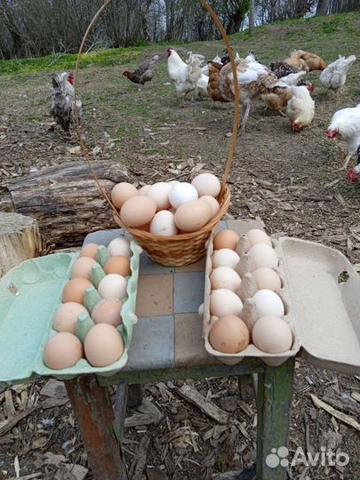 Домашние куриные яйца