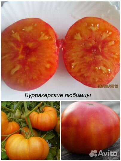 Семена помидор
