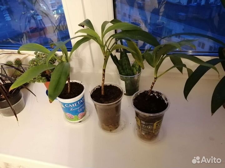 Юкка ростки